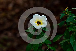 White buttercup flower