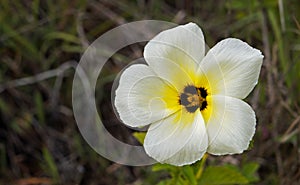 Bianco candela O zolfo ontano fiore 