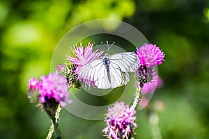 White butterflies with black lines sitting on violet flower Sylibum Marianum