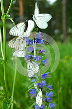 White butterflies with black veins gathers nectar on blue flower