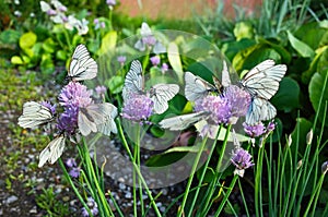White butterflies with black veins gathers nectar on purple wild onion flower in city garde