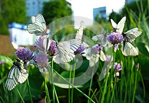 White butterflies with black veins gathers nectar on purple wild onion flower in city garden