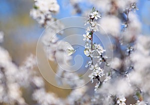 white butterflies flit over the branches with buds of a flowering shrub in May warm sunny garden photo