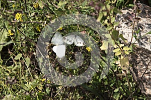 White butterflies, one is sitting on the bush and the other is flying