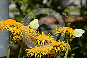 White butterflies sitting on a yellow elecampane or horse-heal in summer