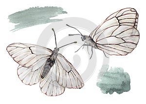 White butterflies with watercolor stains. Set illustrations. Insect hawthorn with spread wings. A flying and a sitting