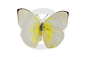 The White Butterfly 1