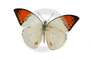 The White Butterfly 2