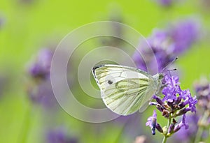 White butterfly 2