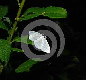 White butterfly