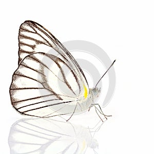 White butterfly