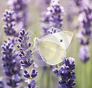 White butterfly