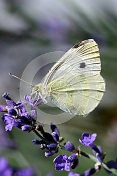 Blanco mariposa 