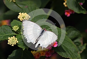 White Butterfly