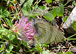 White butterfly (aporia crataegi)