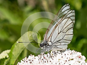 White butterfly Aporia crataegi. Aporia crataegi, the black-veined white, is a large butterfly of the family Pieridae.