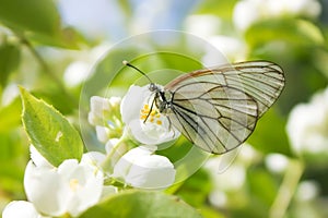 White butterfly Aporia crataegi on the flower