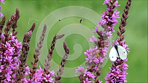 White butterfly and bee on purple flower