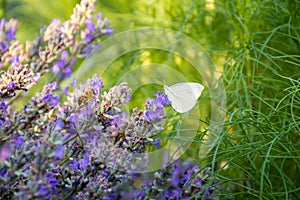 White butterfly and bee on purple lavender flowers in summer