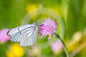 White butterfly with black lines on violet flower