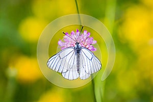 White butterfly with black lines on violet flower