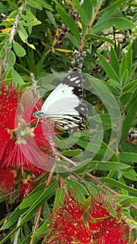 White Butterfly with Black markings is sitting on a red calistemon flower