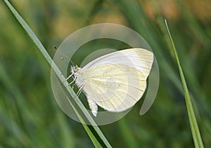 White butterfly on blade