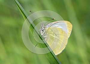 White butterfly on blade