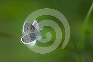 White butterfly on a blade