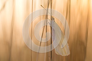 White Butterfly on Blade of at Sunrise