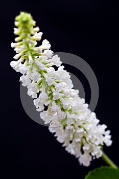 White butterfly bush, Byttneria, Summer lilac Buddleja. paniculata