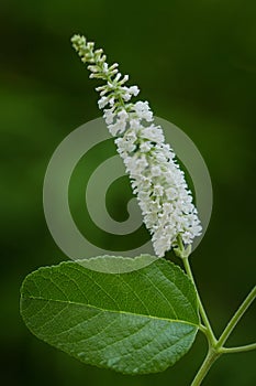 White butterfly bush, Byttneria, Summer lilac Buddleja. paniculata