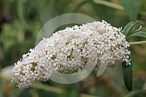 White butterfly bush flower panicle in close up