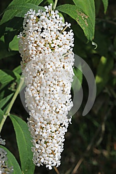 White butterfly bush flower panicle in close up