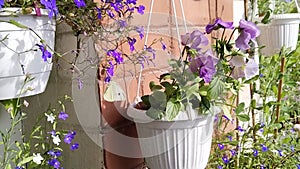 White butterfly cabbage flies in domestic garden. Pieris brassicae on Lobelia ampelous blue. Flowers on windowsill