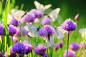 White butterfly on chive flowers