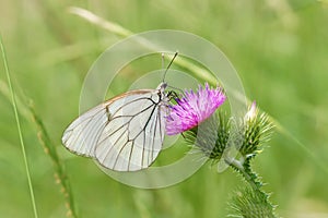 White butterfly