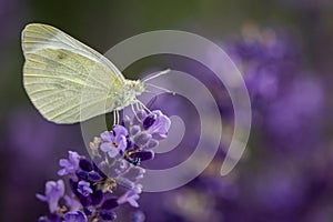 White butterfly - close up view