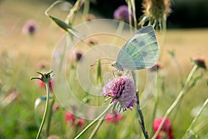 White butterfly in colorful field