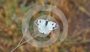 White butterfly in damavand iran