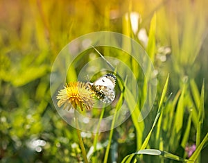 White butterfly on a dandelion photo