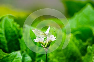 White Butterfly on a delicate white flower in a spring season at a botanical garden.