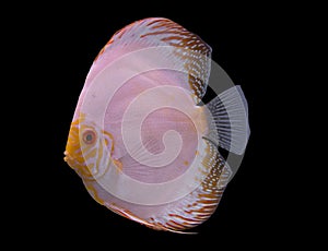 Discus fish isolated in a black background