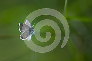 White butterfly on a blade