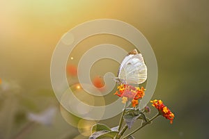 White butterfly feeding at sunset photo
