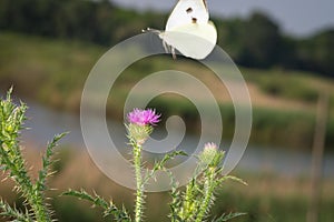 White butterfly flew away with of flowers