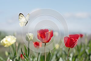 white butterfly flies free among the flowers on a sunny spring day