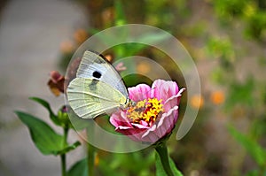 White butterfly on a flower