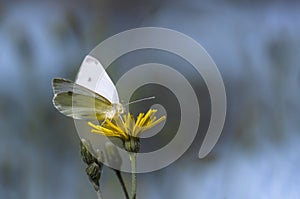 White butterfly on flower