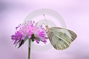 White butterfly on flower
